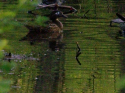 The wood duck family, not terribly cooperative when it comes to pictures.